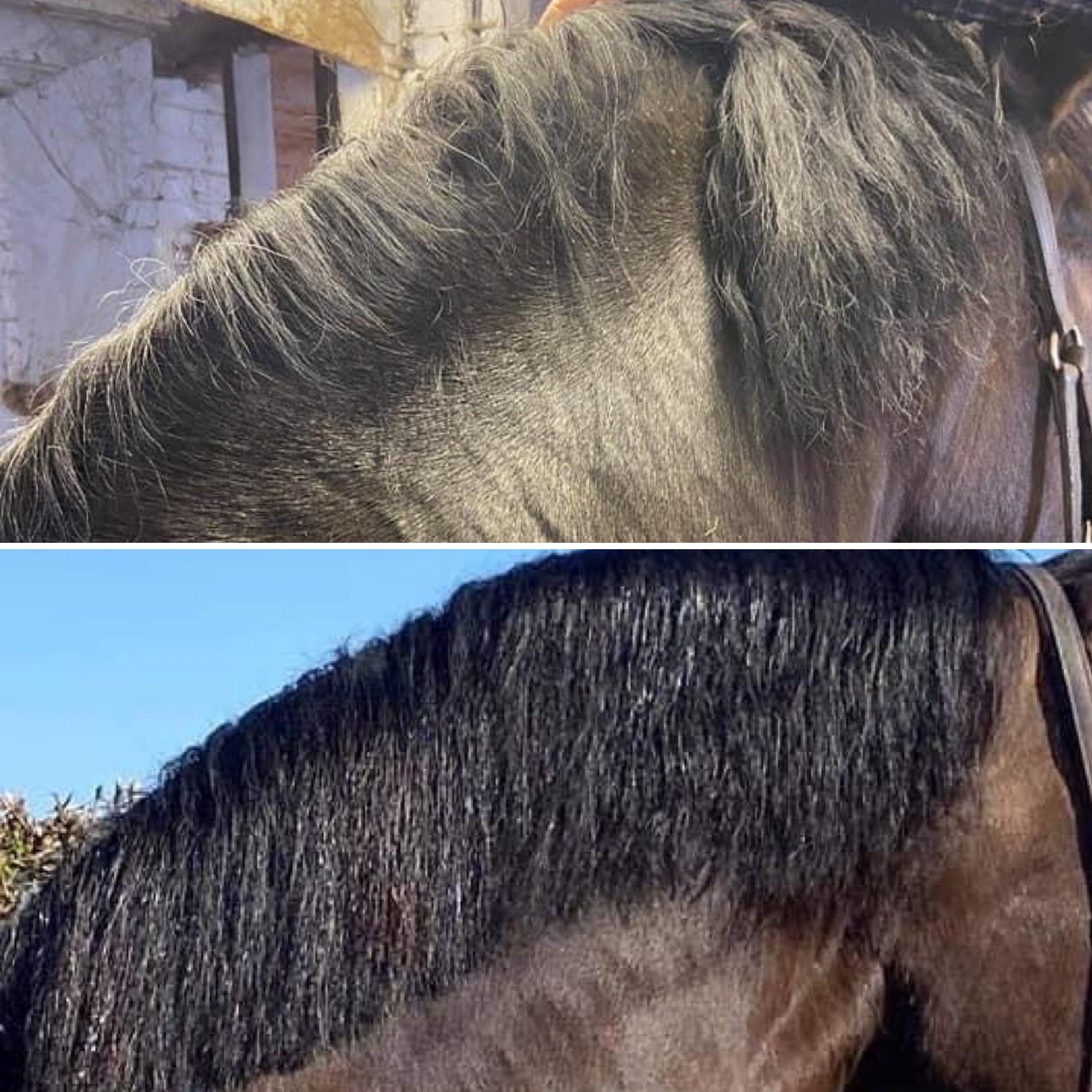 False Mane Wefts – Showponyprep Ireland
